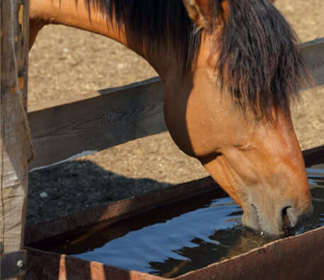 nutztierhaltung wasserhygiene banner c